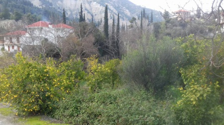 Plot of land in Derveni, Peloponnese