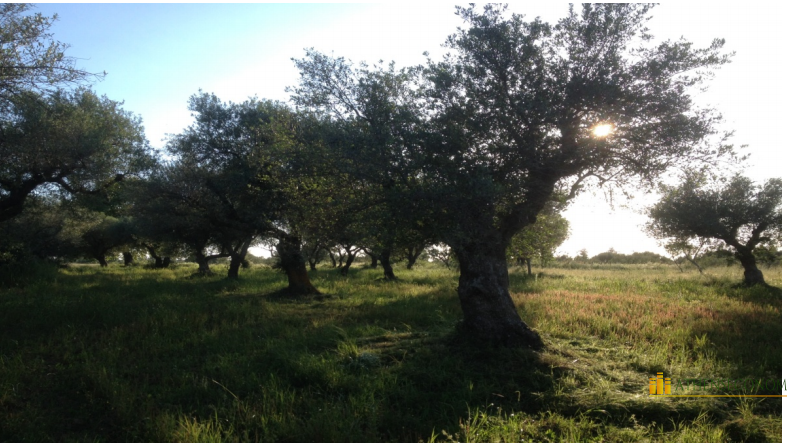 The olive grove in Achaia, Peloponnese