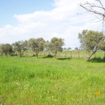 Land in Achaea for sale