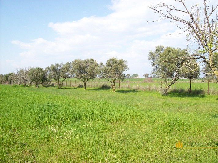 Plot of land in Achaea, Peloponnese