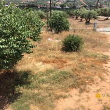 25.Garden view to olive grove