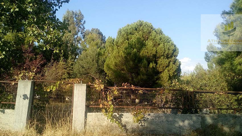 Land for sale at Dilesi, Viotia