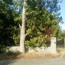 Land for sale at Plara Dilesi (2)