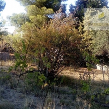 Land for sale at Plara Dilesi (3)