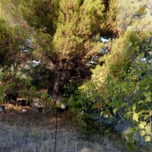 Land for sale at Plara Dilesi (4)