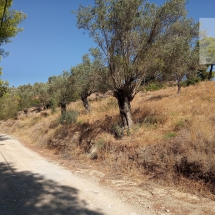 Land at Eretria, Evia 20.000 sq.m (10)