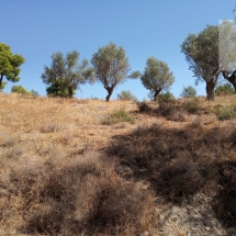 Land at Eretria, Evia 20.000 sq.m (11)