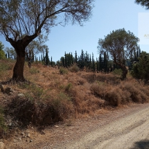 Land at Eretria, Evia 20.000 sq.m (12)