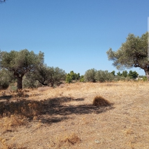 Land at Eretria, Evia 20.000 sq.m (18)