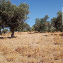 Land at Eretria, Evia 20.000 sq.m (20)