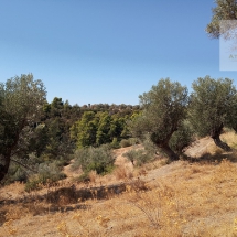 Land at Eretria, Evia 20.000 sq.m (24)