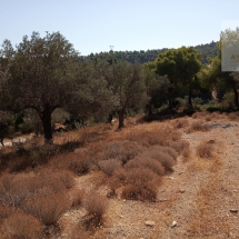 Land at Eretria, Evia 20.000 sq.m (4)