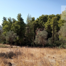 Land at Eretria, Evia 20.000 sq.m (6)