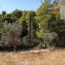 Land at Eretria, Evia 20.000 sq.m (7)