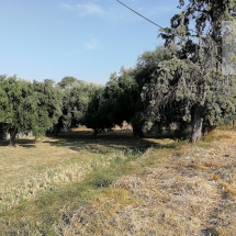 Plot of land at Rio, Peloponnese (3)