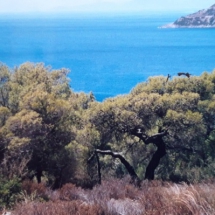 Land at Aegina for sale (4)