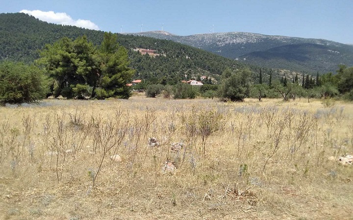 Land for sale in Vilia, Attica