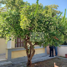 Detached house in Rhodes (10)