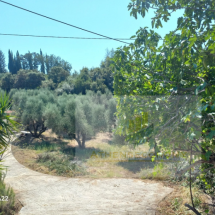 Plot of land in Vrina, Peloponnese (10)