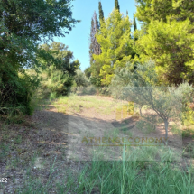 Plot of land in Vrina, Peloponnese (12)