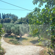 Plot of land in Vrina, Peloponnese (13)