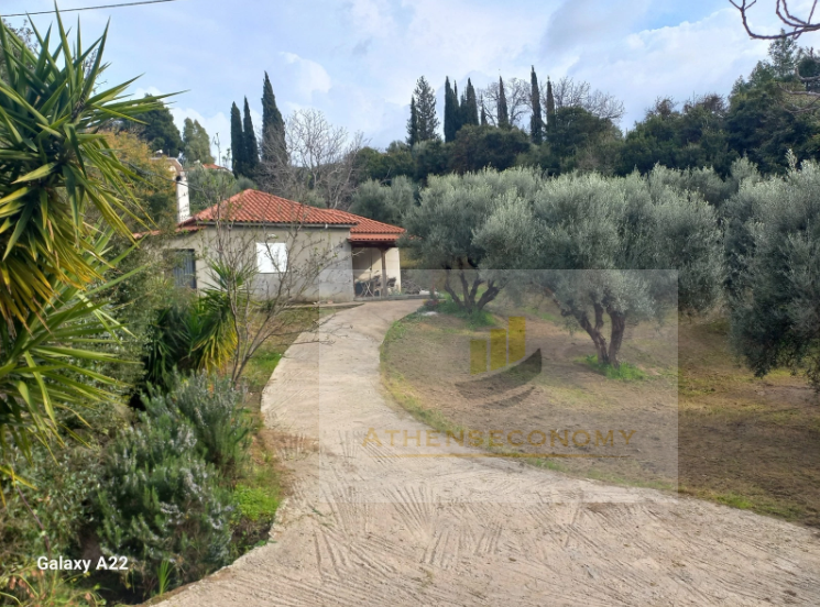 Plot of land in Vrina, Peloponnese