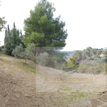 Plot of land in Vrina, Peloponnese (16)