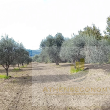 Plot of land in Vrina, Peloponnese (17)