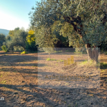 Plot of land in Vrina, Peloponnese (5)