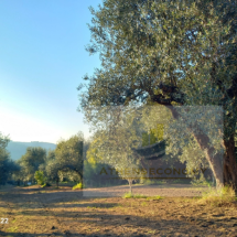 Plot of land in Vrina, Peloponnese (6)