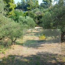 Plot of land in Vrina, Peloponnese (8)