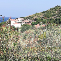 Land for sale in Murteri, Evia (13)