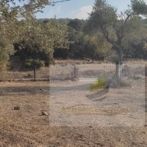 Two houses with land in Lesbos (5)