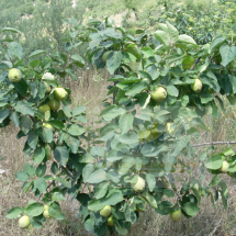 Agricultural Land for Sale Pagrataiika, Achaia (13)