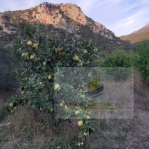 Agricultural Land for Sale Pagrataiika, Achaia (7)