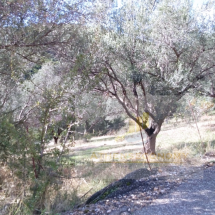 Land for sale in Dafni, Nafpaktos (4)