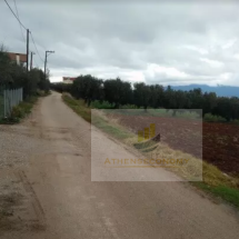 Land for sale in Schinias, Fthiotida (3)