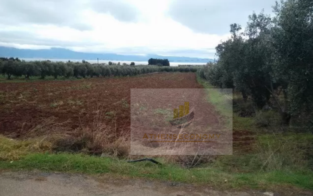 Land for sale in Arkitsa, Fthiotida