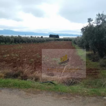 Land for sale in Schinias, Fthiotida (8)