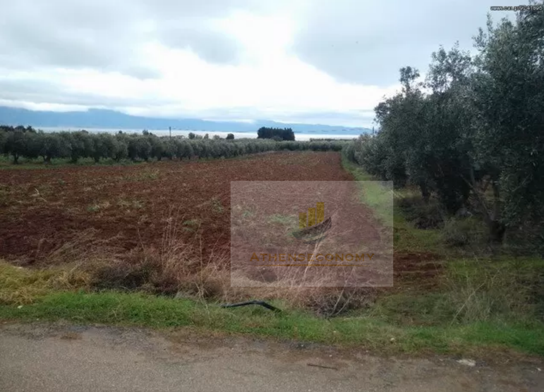 Land for sale in Arkitsa, Fthiotida